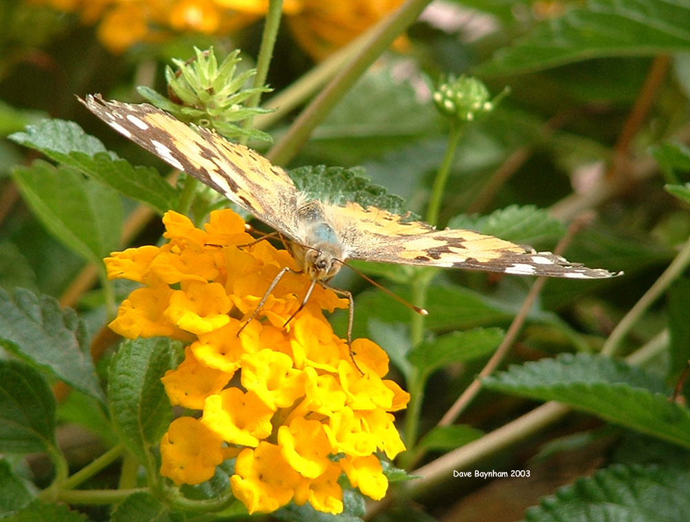 Borboleta na Flor Amarela